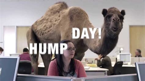 youtube hump day